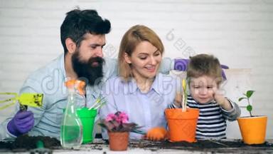 那个男孩和他的父母用彩色花盆种植郁金香。 园艺的概念。 家长们很高兴看到